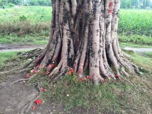 पिपलमा पुजा गर्दा घरमा सुख शान्ति यसरि आउँछ: पूजा गर्ने विधि जान्नुुहोस् ॐ लेखी सेयर गर्नुस्