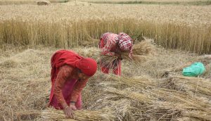 प्रतिकेजी ३३.५१ रुपैयाँ सरकारले तोक्यो गहुँको समर्थन मूल्य,